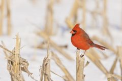 Northern Cardinal, Cardinalis cardinalis