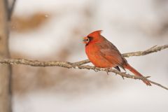 Northern Cardinal, Cardinalis cardinalis