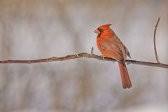 Northern Cardinal, Cardinalis cardinalis