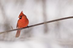 Northern Cardinal, Cardinalis cardinalis