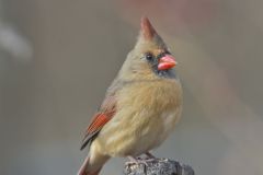 Northern Cardinal, Cardinalis cardinalis