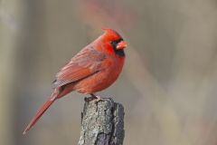 Northern Cardinal, Cardinalis cardinalis