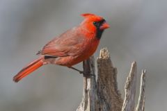 Northern Cardinal, Cardinalis cardinalis