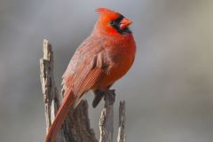 Northern Cardinal, Cardinalis cardinalis