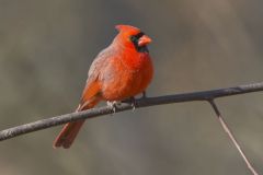 Northern Cardinal, Cardinalis cardinalis