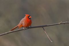 Northern Cardinal, Cardinalis cardinalis