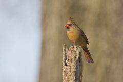 Northern Cardinal, Cardinalis cardinalis