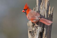 Northern Cardinal, Cardinalis cardinalis