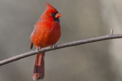 Northern Cardinal, Cardinalis cardinalis