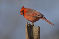 Northern Cardinal, Cardinalis cardinalis