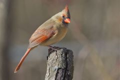 Northern Cardinal, Cardinalis cardinalis