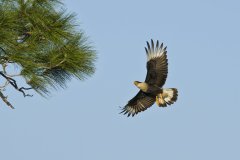 Northern Crested Caracara, Caracara cheriway