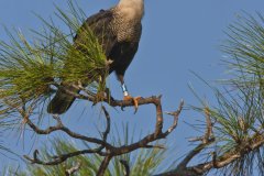 Northern Crested Caracara, Caracara cheriway