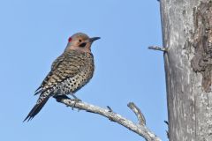 Northern Flicker, Colaptes auratus