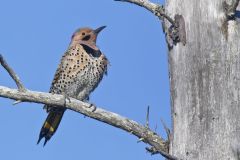 Northern Flicker, Colaptes auratus