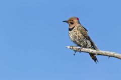 Northern Flicker, Colaptes auratus