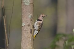 Northern Flicker, Colaptes auratus