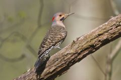 Northern Flicker, Colaptes auratus