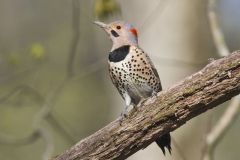 Northern Flicker, Colaptes auratus