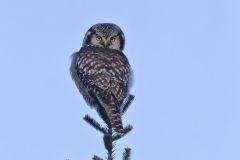 Northern Hawk Owl, Surnia ulula