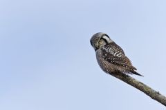 Northern Hawk Owl, Surnia ulula