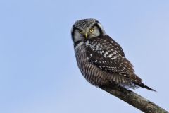 Northern Hawk Owl, Surnia ulula