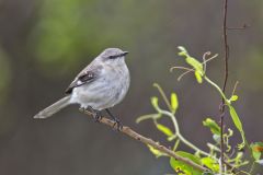 Northern Mockingbird, Mimus polyglottos