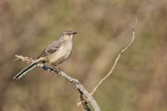 Northern Mockingbird, Mimus polyglottos