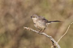 Northern Mockingbird, Mimus polyglottos