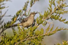 Northern Mockingbird, Mimus polyglottos