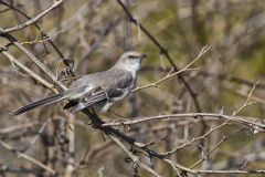 Northern Mockingbird, Mimus polyglottos