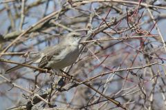 Northern Mockingbird, Mimus polyglottos