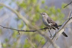 Northern Mockingbird, Mimus polyglottos