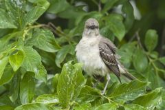 Northern Mockingbird, Mimus polyglottos