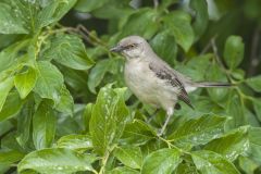 Northern Mockingbird, Mimus polyglottos