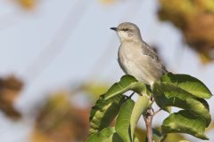 Northern Mockingbird, Mimus polyglottos