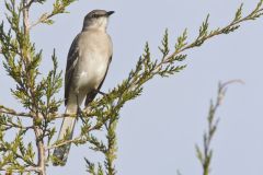 Northern Mockingbird, Mimus polyglottos