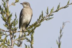 Northern Mockingbird, Mimus polyglottos