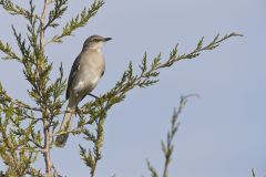 Northern Mockingbird, Mimus polyglottos