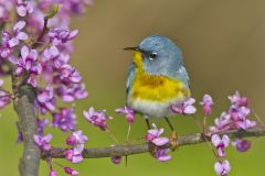 Northern Parula Warbler, Setophaga americana