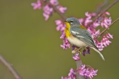 Northern Parula Warbler, Setophaga americana