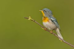 Northern Parula Warbler, Setophaga americana