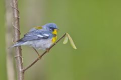 Northern Parula Warbler, Setophaga americana