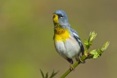 Northern Parula Warbler, Setophaga americana