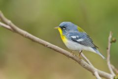 Northern Parula Warbler, Setophaga americana