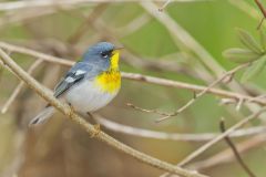 Northern Parula Warbler, Setophaga americana