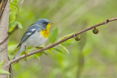 Northern Parula Warbler, Setophaga americana