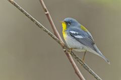 Northern Parula Warbler, Setophaga americana