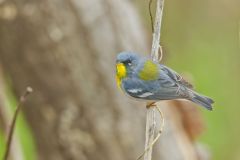 Northern Parula Warbler, Setophaga americana