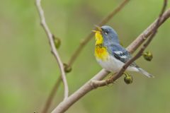 Northern Parula Warbler, Setophaga americana